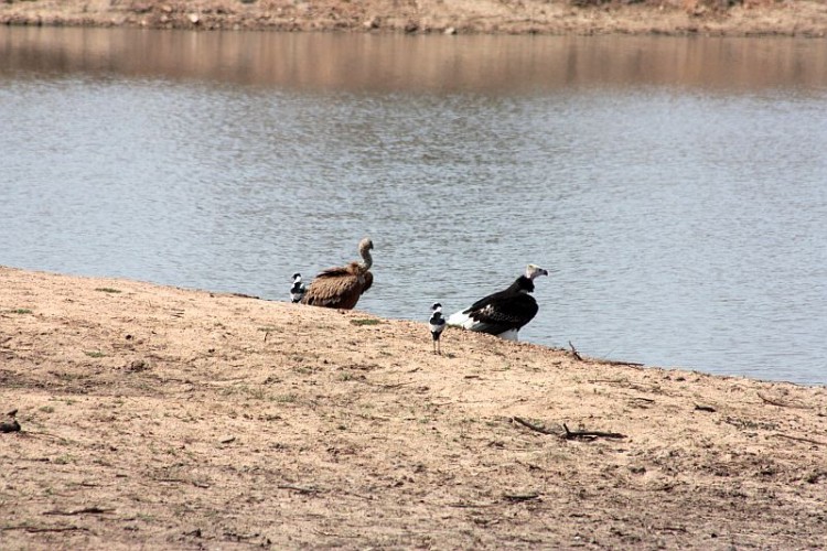 b42White-backed Vulture , Lappet-faced Vulture.jpg