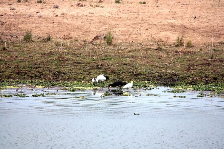 b68African Sacred Ibis and Black stork.jpg