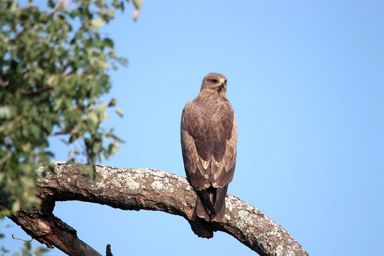 b64Wahlberg’s Eagle.jpg