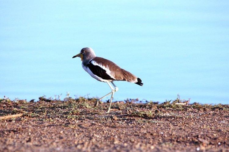 b3White-crowned Lapwing.jpg