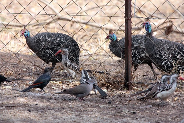 b71Red-winged Starling,Mourning dove,Southern Red-billed Hornbill, Southern Yellow-billed Hornbill,Helmeted Guineafowl.jpg