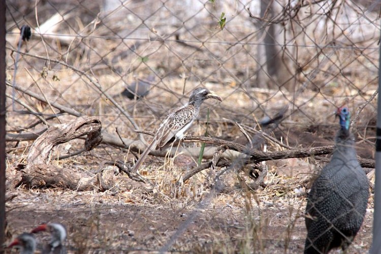 b70Southern Red-billed Hornbill,African Grey Hornbill,mourning dove,Helmeted Guineafowl.jpg