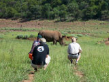 Imbambala guides tracking rhinos