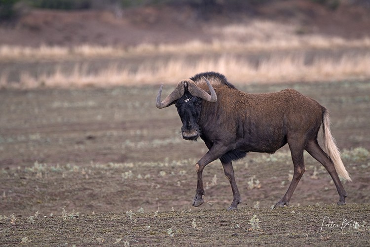 Black Wildebeest.jpg