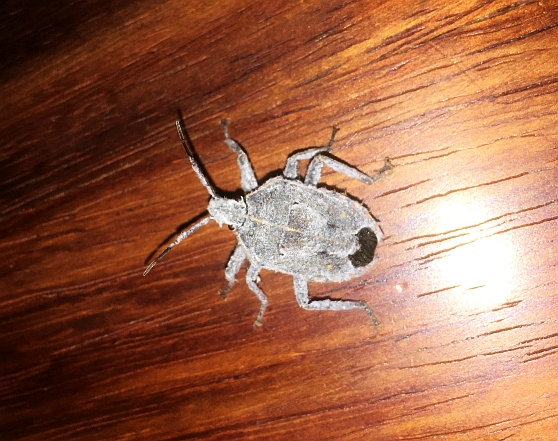 Shieldbug sp (2).jpg