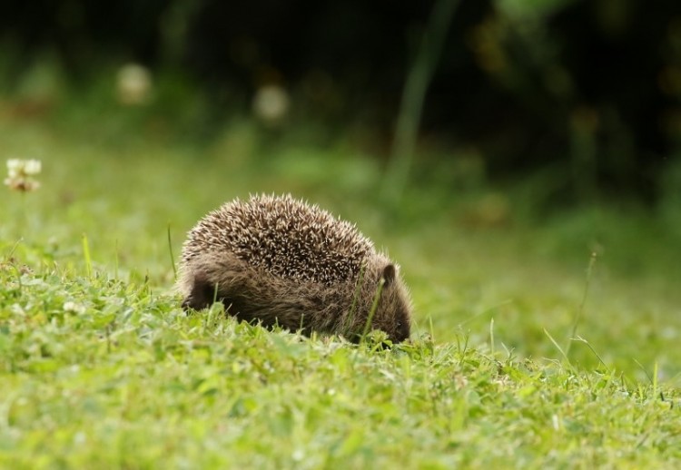 Hedgehog 28.6.2017