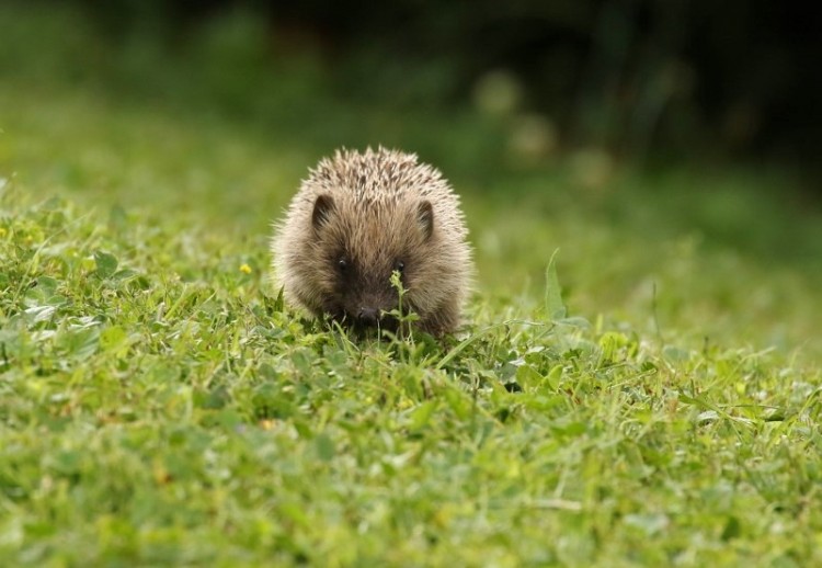 Hedgehog 28.6.2017