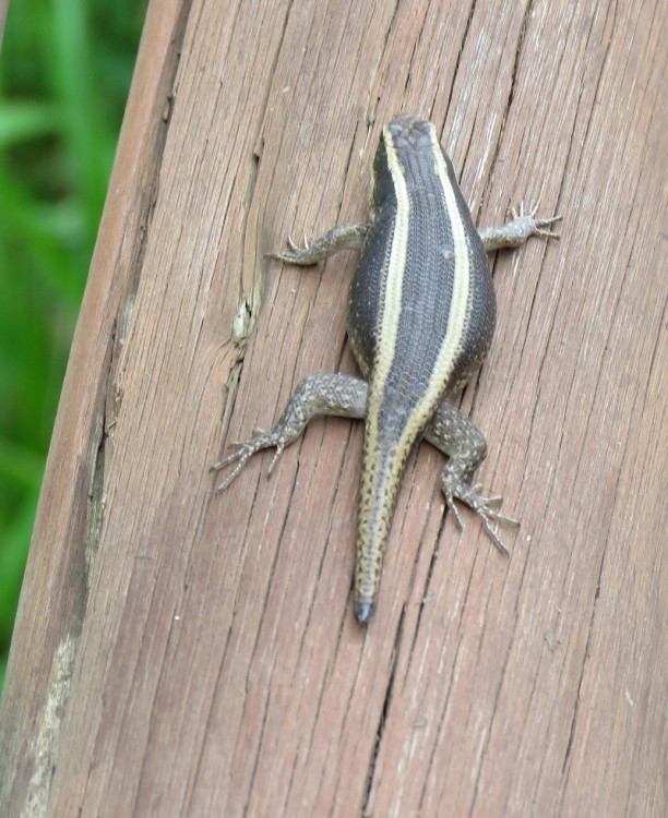 IMG_2168-Eastern striped skink(Sable hide).JPG