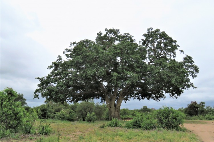 IMG_2240-Sycamore Fig.JPG