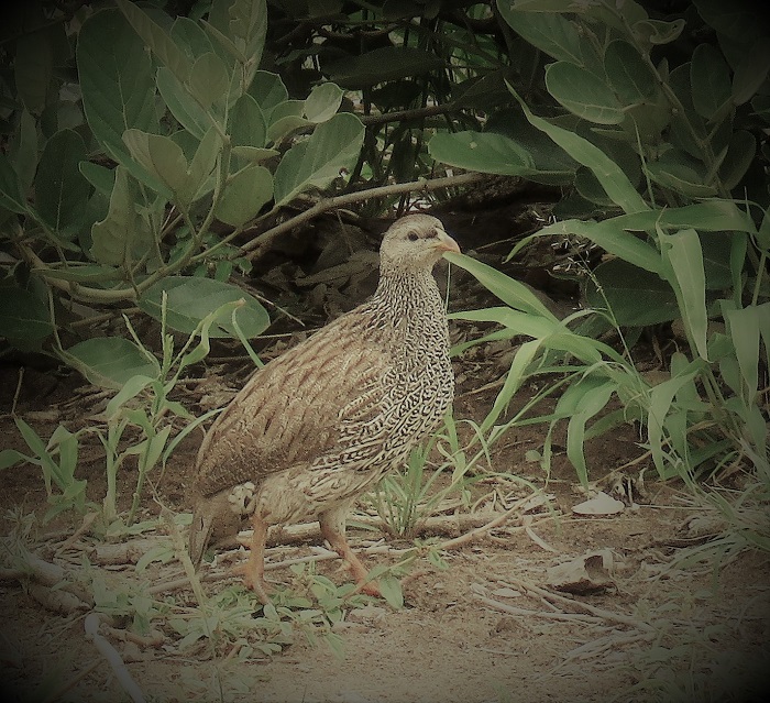 IMG_2237-Natal Spurfowl.JPG