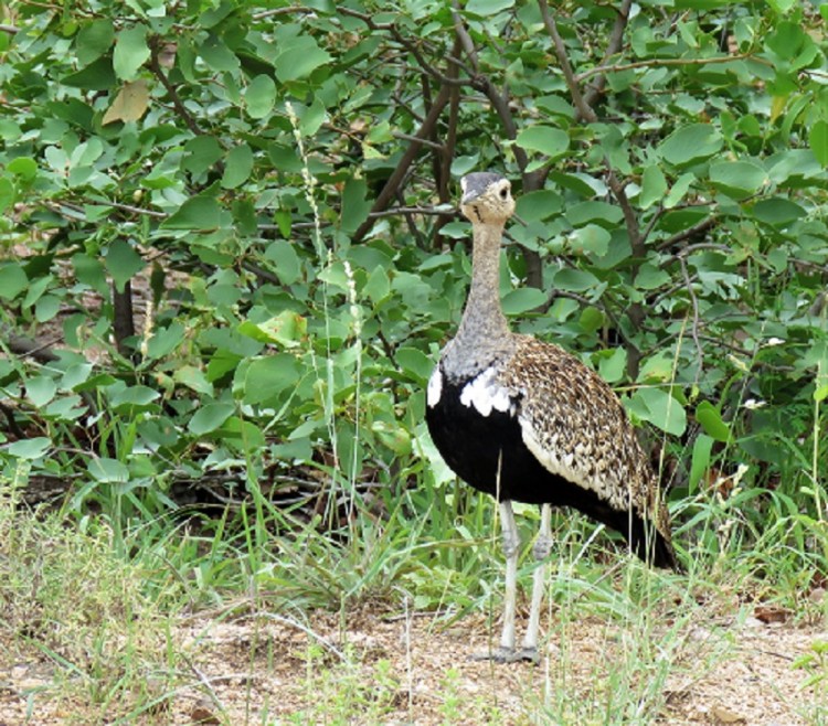 IMG_2241-Red-crested korhaan.JPG