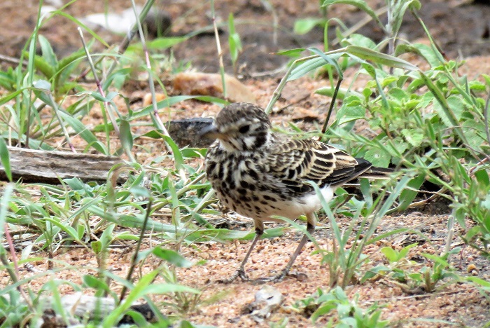 IMG_2252-Dusky Lark.JPG