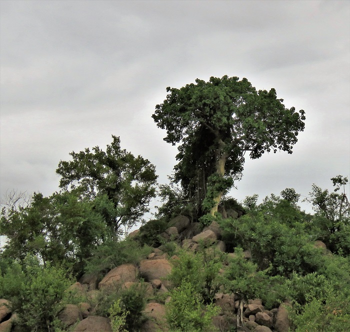 Trees In Kruger Page 5 Africa Wild - 