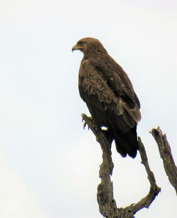IMG_2272.JPG