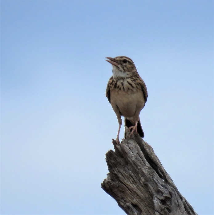 Sabota Lark.JPG