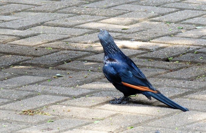 IMG_2441-Red-winged Starling.JPG