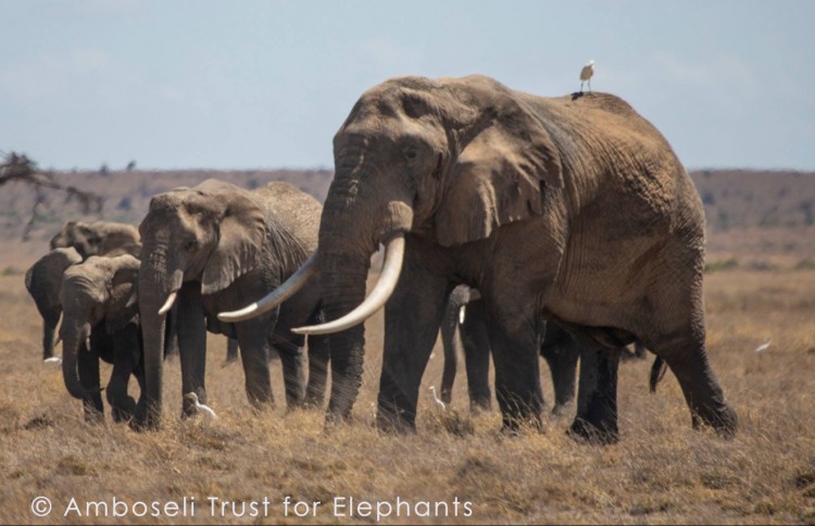 Amboseli d.jpg