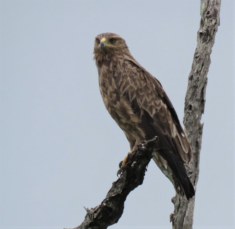 Lesser Spotted Eagle.JPG