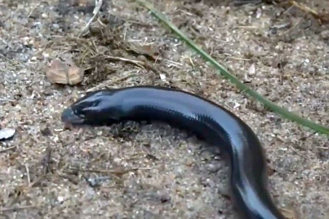 Giant Legless Skink Acontias plumbeus.jpg