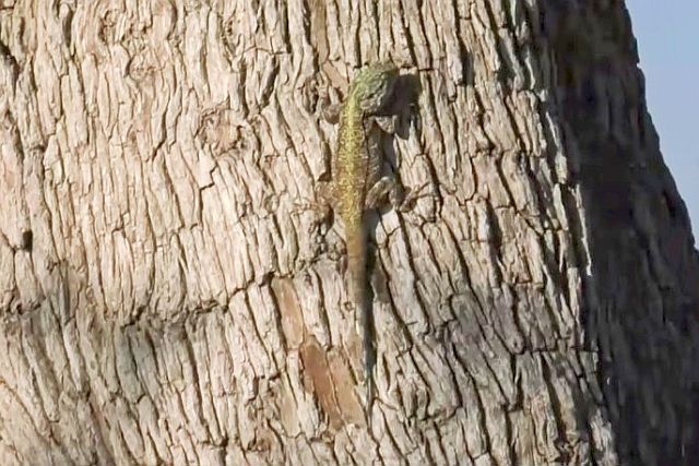 Tree agama.jpg