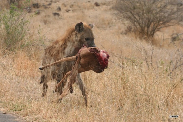 2. Hyena.JPG