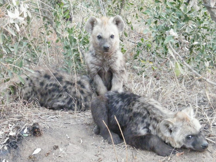 3. Hyena.jpg