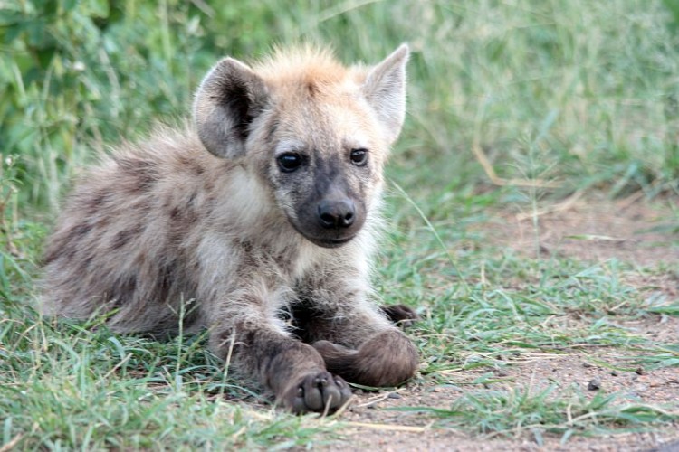 5. Hyena.jpg