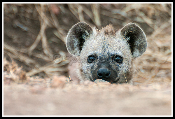 7.Hyena.jpg