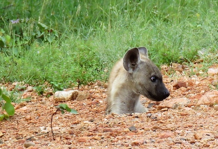 8.Hyena.JPG