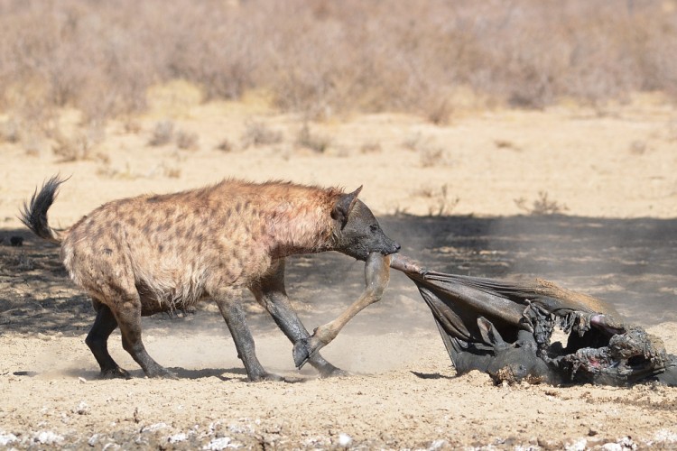 9. Hyena.jpg