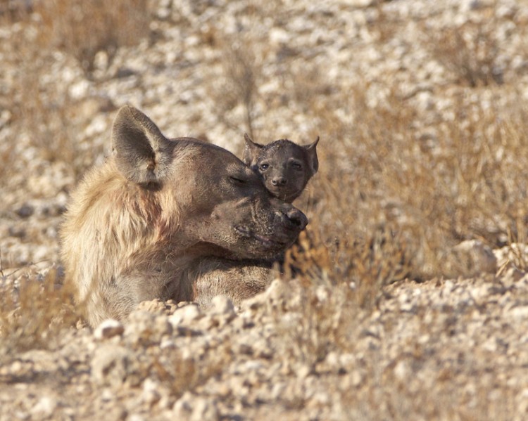 10. Hyena.jpg