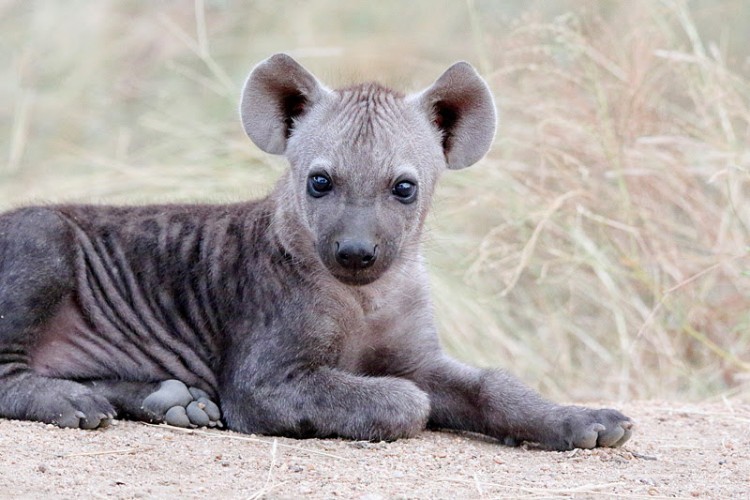 11.Hyena.jpg