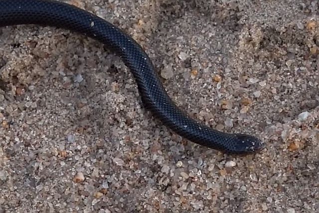 Lycophidion capense Cape Wolf Snake.jpg