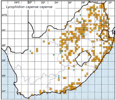 Lycophidion capense map.jpg