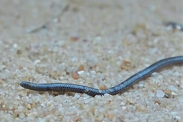 Peters Thread Snake Leptotyphlops scutifrons (tail).jpg