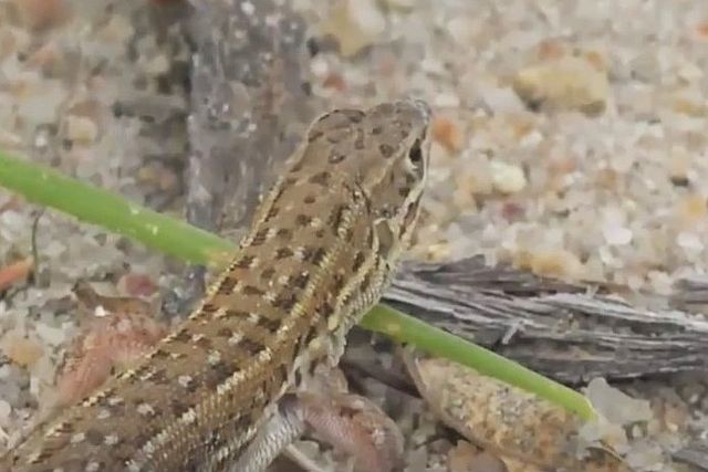 Meroles squamulosus Lizard.jpg