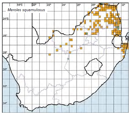 Meroles squamulosus map.jpg