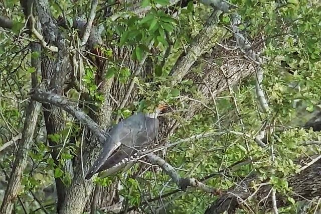 African Cuckoo.jpg
