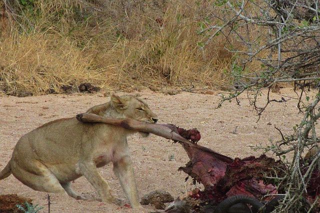 Lower Sabie lion.jpg