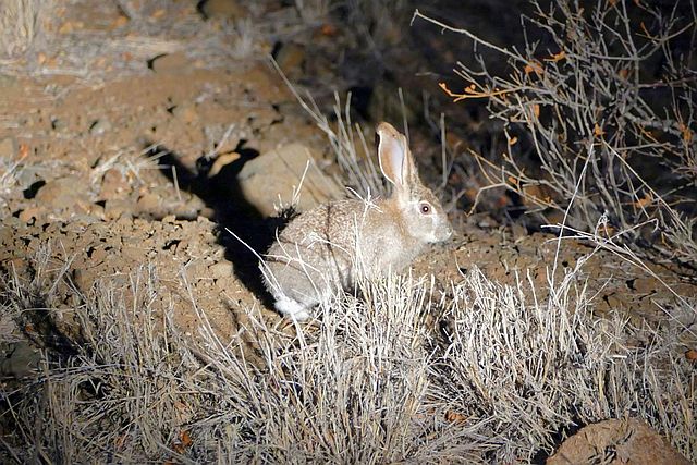 scrub hare.jpg