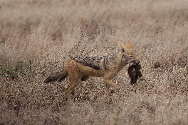 H4-2 black-backed jackal steeling wildebeest kill.jpg