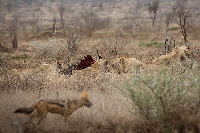 H4-2 lion & black-backed jackal on wildebeest kill.jpg