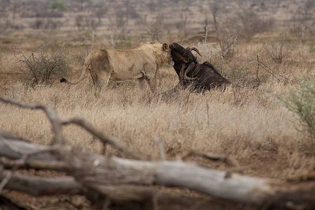 H4-2 lion killing wildebeest.jpg