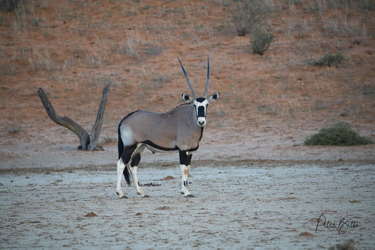 Gemsbok at Sunrise.jpg