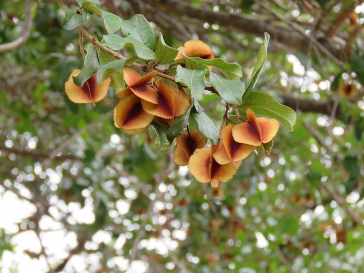 IMG_2593- Red Bushwillow C. apiculatum.JPG