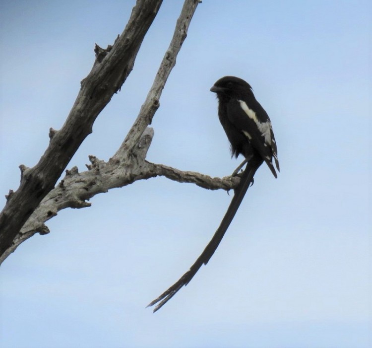 IMG_2601-Magpie shrike.JPG