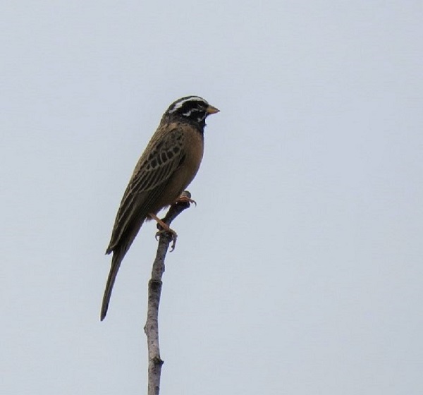 IMG_2607Cinnamon-breasted bunting.JPG