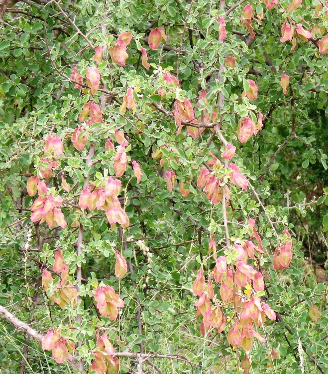 IMG_2626-Terminalia prunioides ( Lowveld clusterleaf).JPG