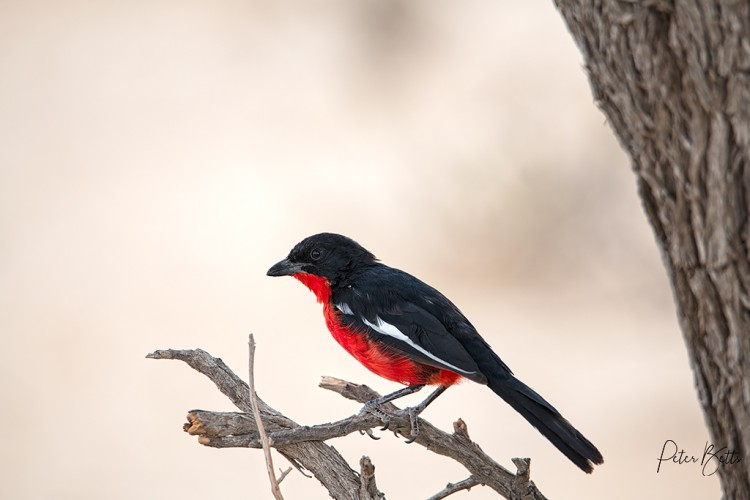 Crimson Breasted Shrike.jpg