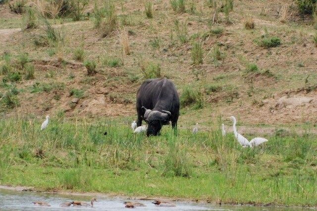 Crocodile river buffalo.jpg